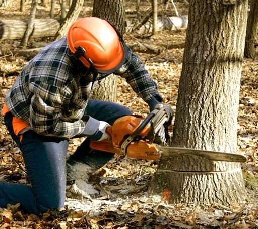 Tree Removal in Vancleave, MS